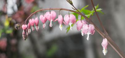 Bee Flowers Spring