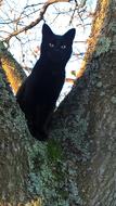 Beautiful and cute back cat on the tree