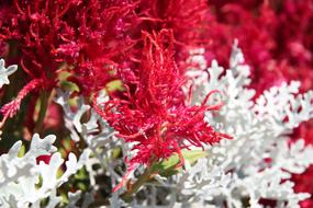 Astilbe Flowers Gardens
