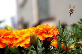 Flower Bee Flying