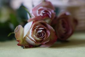 Rose Dusky Pink Bloom