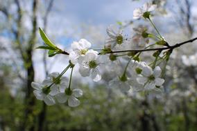 Spring Water