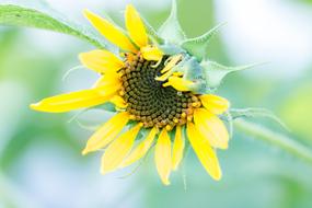 Sunflower Helianthus Annuus