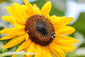 Sunflower Helianthus Annuus