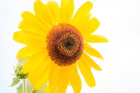 Sunflower Helianthus Annuus