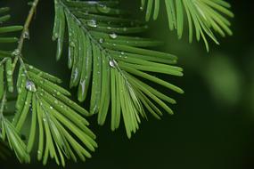 Rain Plant Green