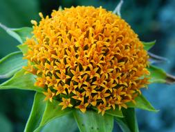 Yellow Flowercenter