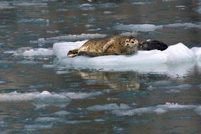 Harbor Seals Ice Looking