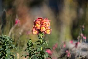 Lupin Flower Yellow Close