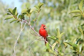 Beautiful and colorful cardinal bird on a green tree branch with leaves