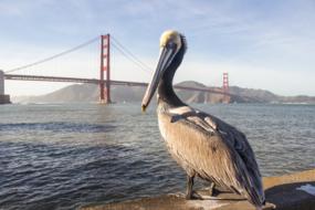 pelican in front of the bridge