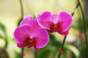 Orchid Flower Flowers Pink