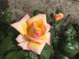 Rose Flower Blossom