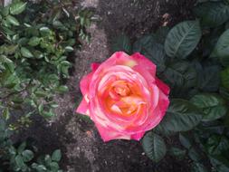 Rose Flower Blossom