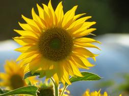 Sunflower Yellow Blossom