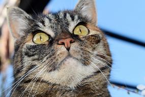 Wonderful cute cat on white background