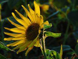 Sunflower Yellow Blossom
