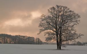 Tree Nature Snow