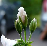 Flower Bud Close Up