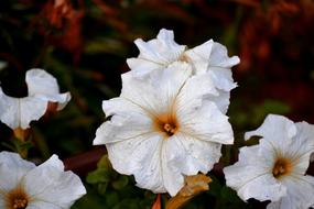 flower bud white garden