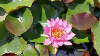 pink lotus in the lake