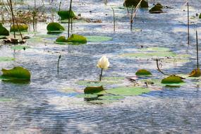 Water Lily Lotus Flower