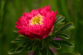 Dahlia Bud Flower
