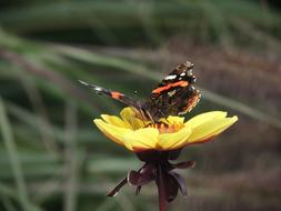 Butterfly on Flower Detailed photo