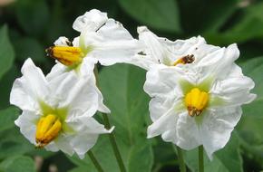 Potato Domestic Solanum