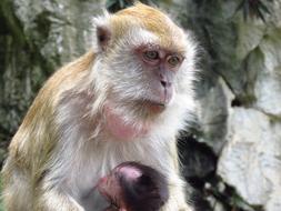 monkey mother with a child