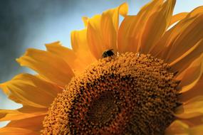 Sunflower Bee Summer