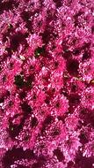 pink flowers are beautiful fragrant