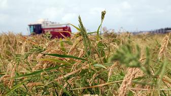 Pego-Oliva Marsh Rice Mowing