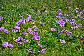 Flowers Ipomoea in Nature