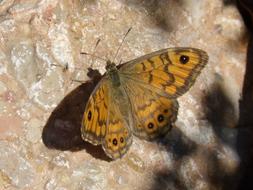 Butterfly Rock Detail