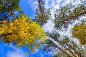 Autumn Sky Golden Blue