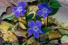 The Small Evergreen Flower Vinca