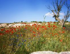 blooming flowers in a wild field