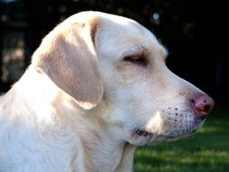 Dog Lying Weimaraner