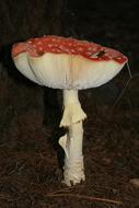 Mushroom Fly Amanita black background
