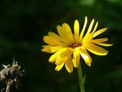 Marigold Calendula Flower Meadow