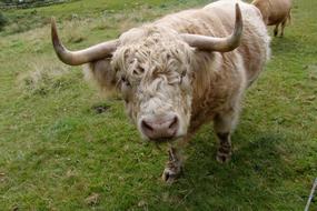 fluffy cute cow in a meadow