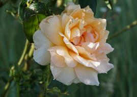 Rose Blossom Bloom