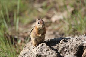 cute little rodent on a log