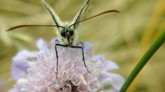 Butterfly Macro Flower With