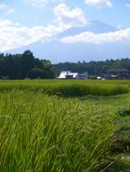 beautiful rice fields