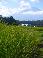 grass field field city clouds sky