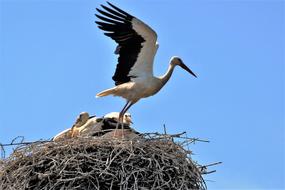 black-winged stork in the nest