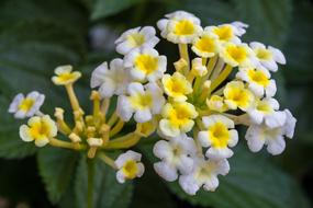 Flowers Close Up Blossom