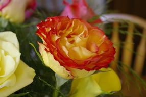 Rose Flower Mixed